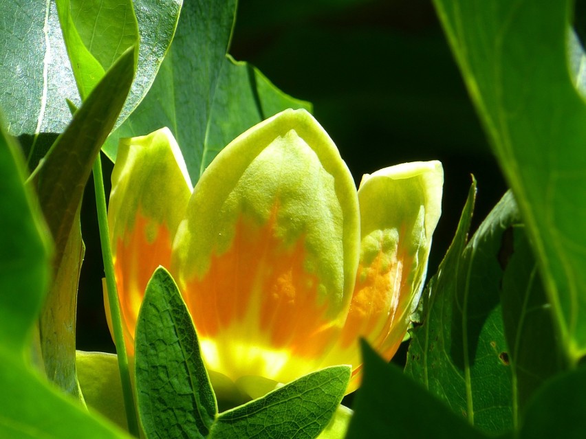 Tulipanowiec ma piękne kwiaty, które mają formę zbliżoną do...