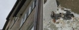 Pyrzyce: Robotnicy zmasakrowali pisklęta jaskółek