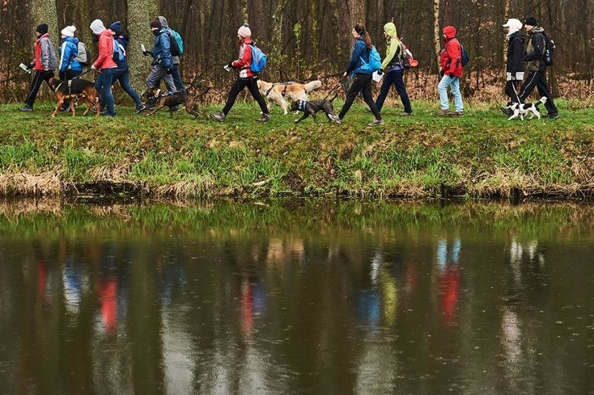 Puchar Polski w Dogtrekkingu Lubliniec 13.04.2019.