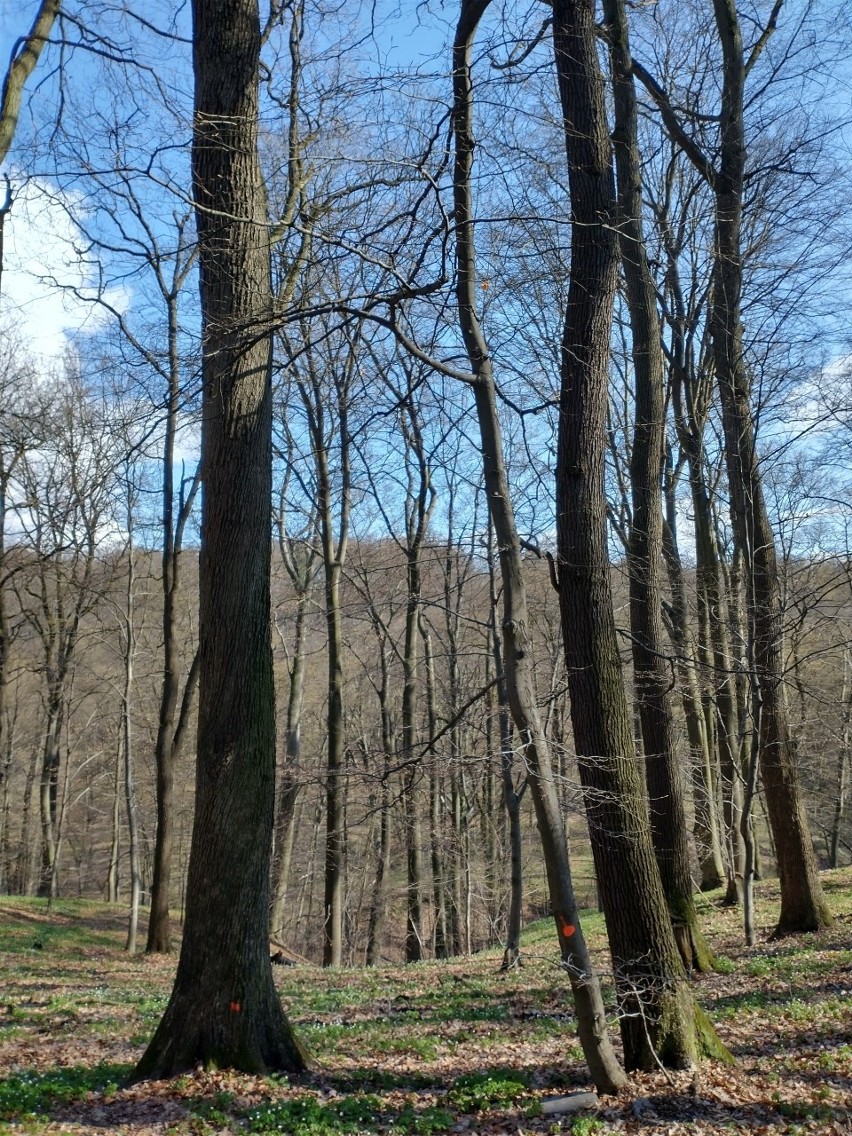 Drzewa oznaczone w Lesie Wolskim