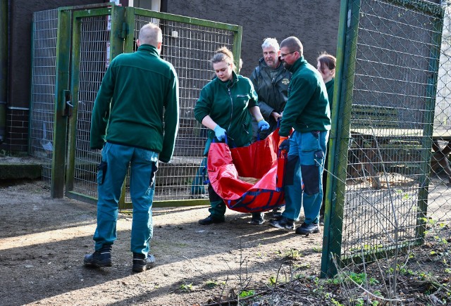 Po niespełna roku cztery z pięciu lwów przyjął ogród zoologiczny w Anglii, Yorkshire Wildlife Park.