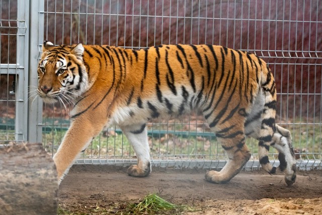 Gogh i Kan to tygrysy uratowane przez pracowników poznańskiego zoo po transporcie, który utknął na granicy polsko-białoruskiej na początku listopada. To dwa z siedmiu uratowanych kotów, które zostały na stałe w poznańskim ogrodzie zoologicznym.