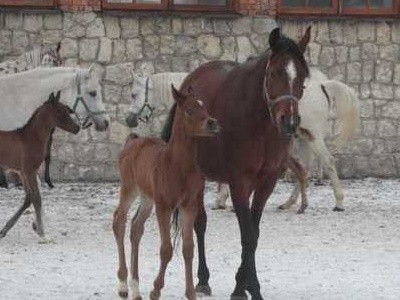 Kilkudniowe źrebięta mogą już wychodzić z mamami na wybieg i chętnie to robią.