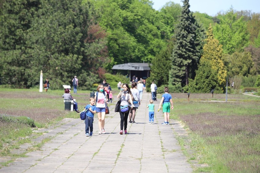 Oblężenie ogrodu botanicznego! Kolejki do kasy, nie ma gdzie zostawić auta!