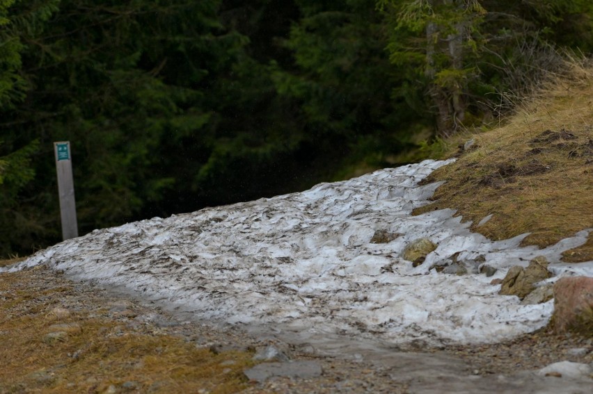 Kalatówki w Tatrach - śniegu nie ma, pojawił się za to...
