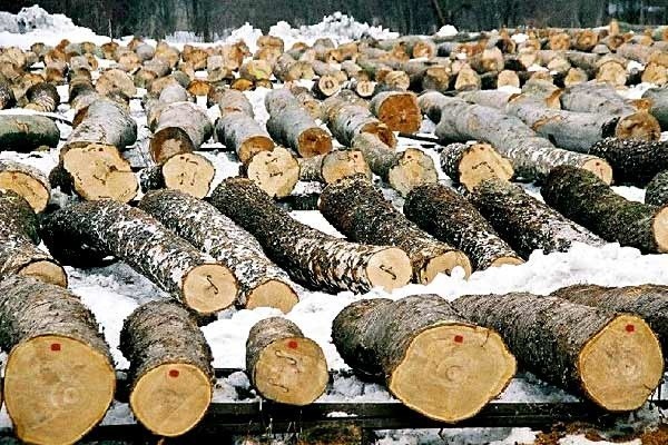Prawie tysiąc metrów sześciennych drewna różnych gatunków przygotowali dla klientów podkarpaccy leśnicy. Zgromadzono je na trzech składnicach - w Czudcu, Oleszycach i Uhercach Mineralnych.