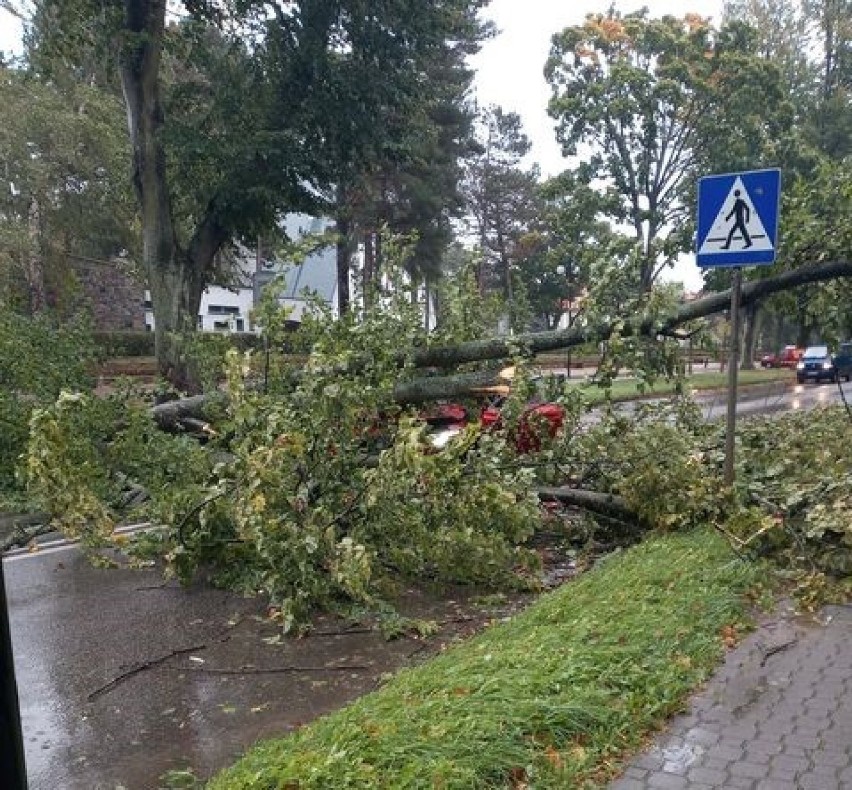 Wypadek we Władysławowie 14.10.2020. Drzewo przygniotło jadący samochód. Jedna osoba ranna. Zdjęcia