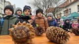 Las w śródmieściu? Tak! Powstała tu nie tylko Leśna Osada. To finał akcji w Zielonej Górze. Zobacz, co się działo!