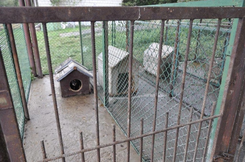 Przechowalnia psów w Bogorii uprzątnięta. Wójt wyciągnie konsekwencje wobec pracowników 