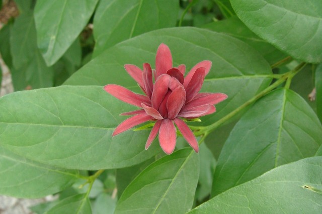 Kielichowiec ma kwiaty podobne do magnolii. Najczęściej są purpurowe, ale są też odmiany o żółto-zielonych kwiatach.