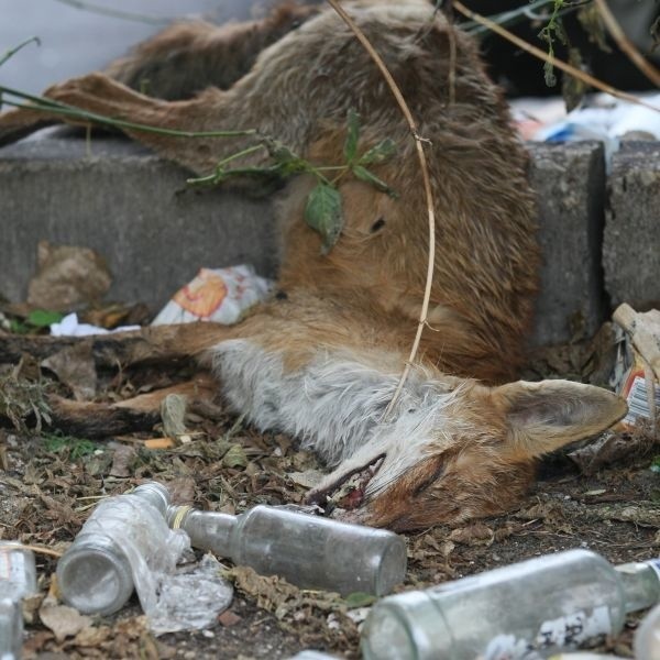 Ten zdechły lis wśród tego brudu leżał w poniedziałek naprzeciwko dworca PKS w Kielcach przy ulicy Żelaznej.