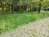 Łódź. Zakaz koszenia trawników do 14 lipca. Potężna susza w Łódzkiem