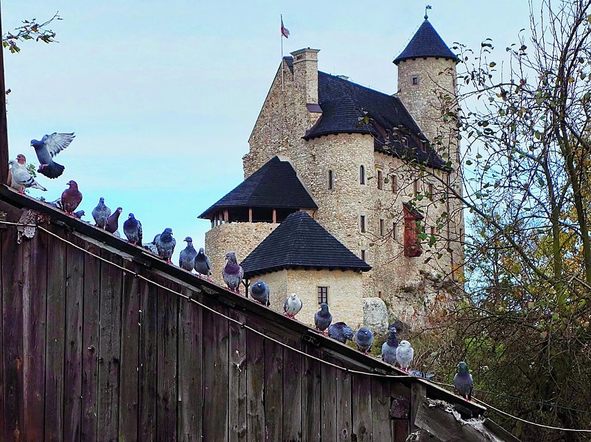 XIV-wieczny zamek w Bobolicach na Jurze...