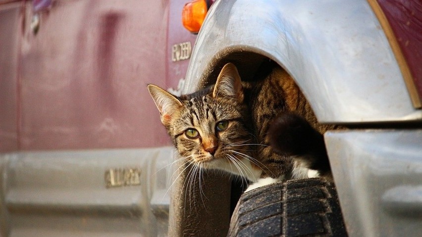 W chłodne dni zwierzęta szukają schronienia w samochodach.