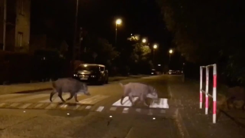 Kraków. Dziki czują się coraz swobodniej w mieście. Tym razem przyłapano niewielkie stado w Łagiewnikach [WIDEO]