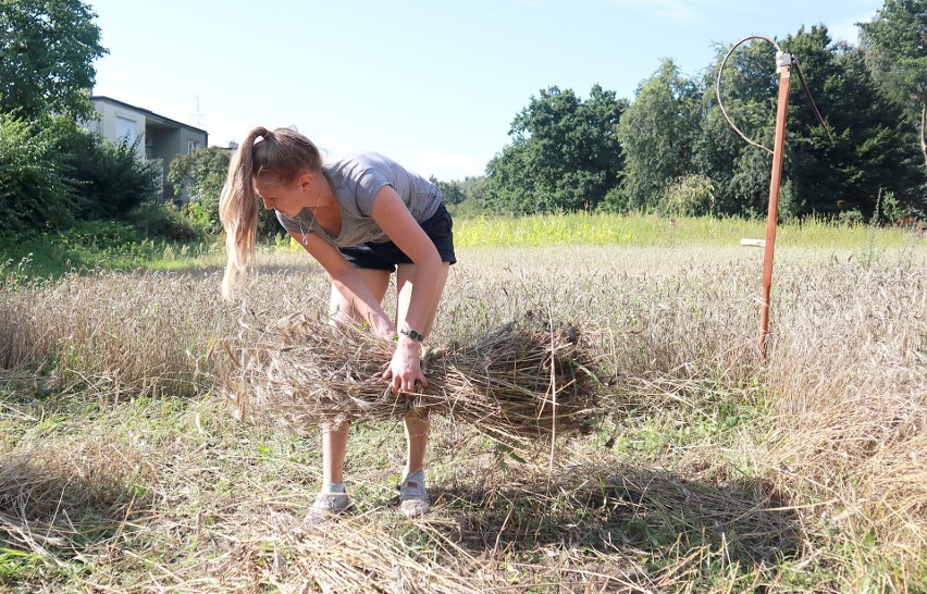 W Ogrodzie Botanicznym w Łodzi skoszono pszenżyto i pszenicę