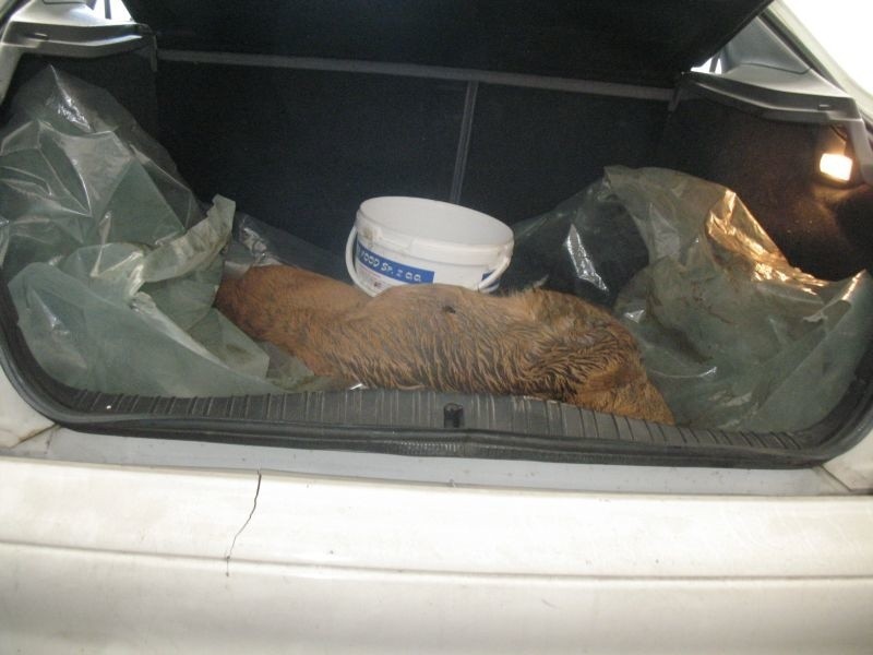 Pościg za kłusownikami! Mieli martwą sarnę w samochodzie. Czy chcieli zrobić z niej kiełbasę i pasztet? (zdjęcia)