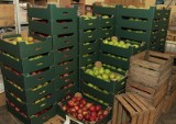 Pyszne jabłka wciąż na stanie Radomskiego Banku Żywności i Caritas