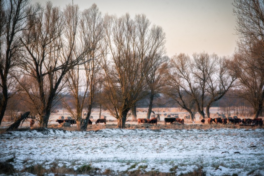 Stado saren na skalbmierskich polach na tle pięknego zimowego krajobrazu. Siedem samic i jeden samiec. Zobaczcie zdjęcia