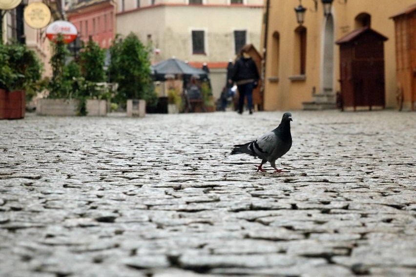 Które gminy w województwie kujawsko-pomorskim są...