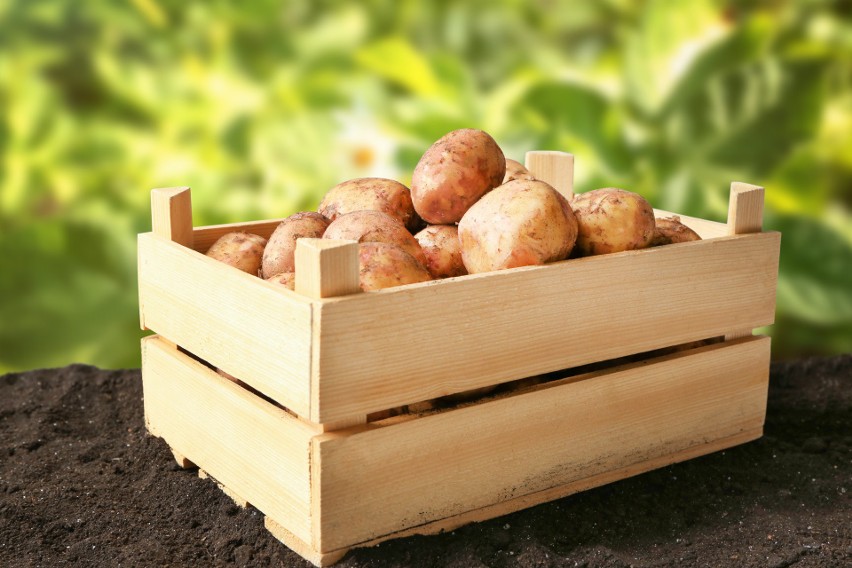 Na Dzień ziemniaka i kukurydzy zaprasza 10.09.2020 r. Pomorski Ośrodek Doradztwa Rolniczego w Lubaniu