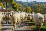 Słowacja. Czy to Polacy wyrzucili w Tatrach setki martwych owiec?