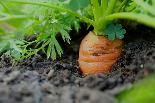 Uprawom warzyw w ogrodzie zagrażają różne szkodniki. Należy do nich m.in. śmietka oraz połyśnica marchwianka.