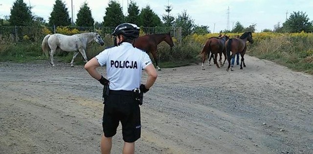 Konie biegały swobodnie po drodze stwarzając zagrożenie.