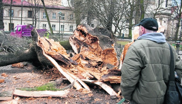 W Krakowie największe straty wichura spowodowała na Plantach. Runął tam jesion, który mógł mieć nawet 100 lat. Na alejkach leżało wiele gałęzi. Porządkowanie terenu może potrwać kilka dni