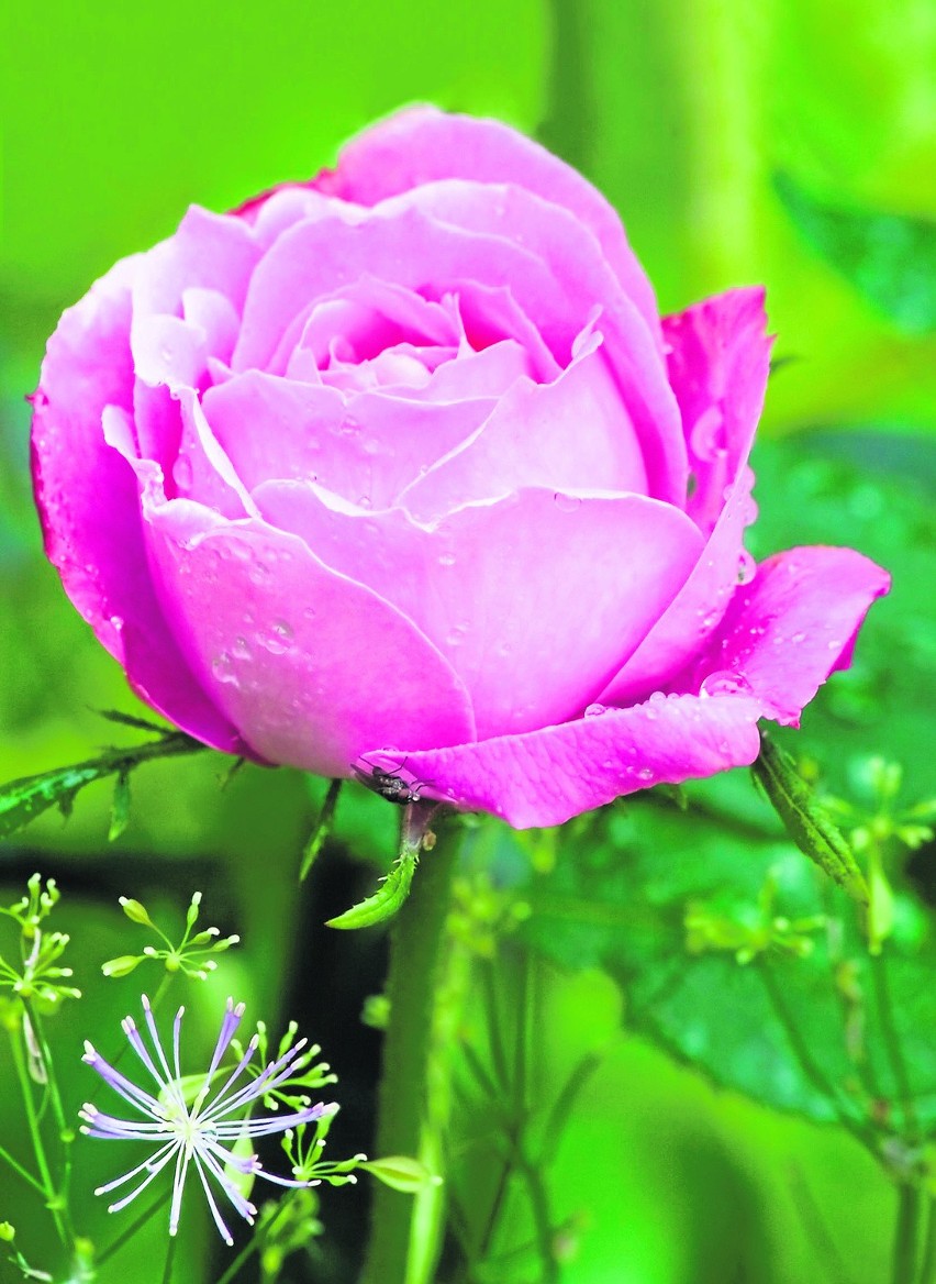 Róża burbońska odmiany Louise Odier