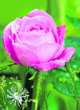 Róże - królowe kwiatów