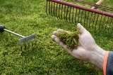 Wiosenna pielęgnacja trawnika: jak przygotować trawnik do sezonu?
