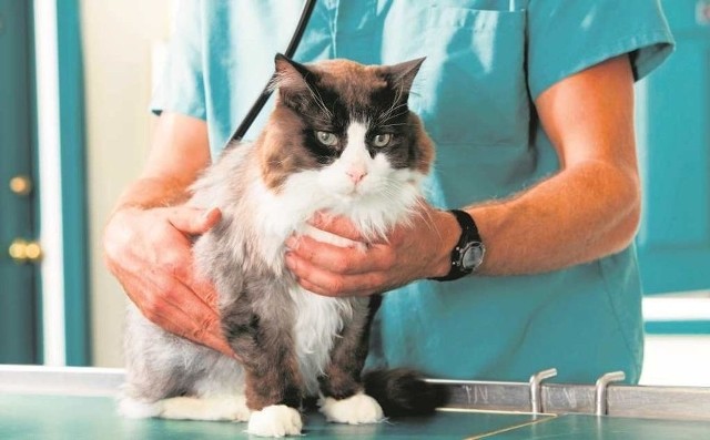 Tajemnicza choroba zabija w Polsce koty! Plaga zbiera śmiertelne żniwo. Weterynarze apelują o zachowanie ostrożności!