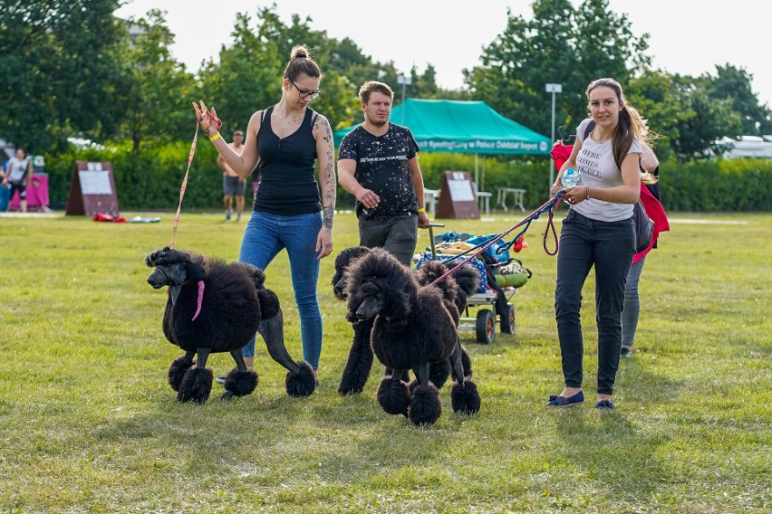 XXX i XXXI Międzynarodowa Wystawa Psów Rasowych na sopockim Hipodromie. Zobaczcie zdjęcia tych niesamowitych czworonogów!