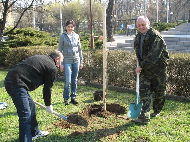 Józef Wąsik i Ryszard Rokaszewicz sadzili magnolie, widać było, że mają w tym wprawę