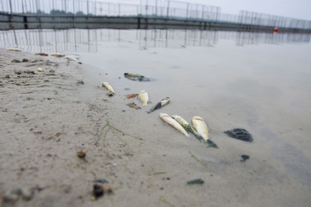 Informację o sytuacji na jeziorze podał Miejsko-Gminny Ośrodek Sportu i Rekreacji w Dolsku. Od samego rana pracownicy M-GOSiR wraz z ratownikiem WOPR usuwali śnięte ryby, które pojawiły się przy plaży miejskiej.Kolejne zdjęcie --->