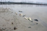 Śnięte ryby w Jeziorze Dolskim Wielkim! Kąpielisko zostało zamknięte [ZDJĘCIA]