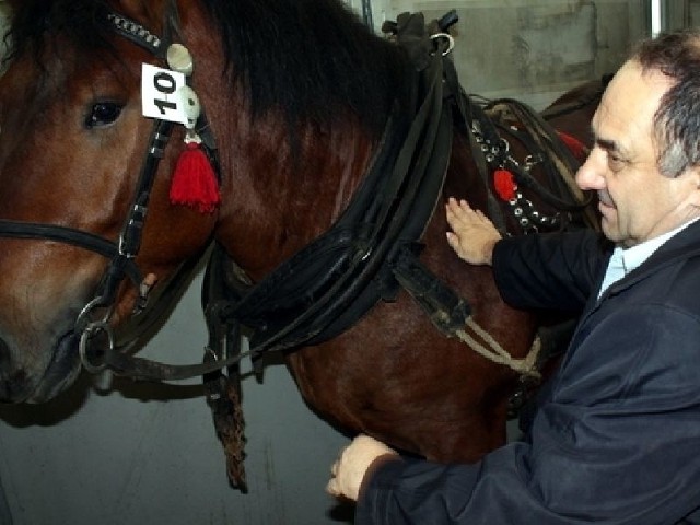 Bogusław Włodarczyk, starosta opatowski ogląda konia zimnokrwistego. - Chcemy powrócić do tradycji z których niegdyś słynął Opatów &#8211; mówił starosta.