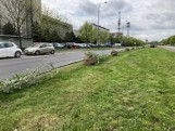 Zarząd Osiedla Piątkowo Północ sadzi nowe drzewa wzdłuż ulicy Szymanowskiego w Poznaniu. Będzie ich 79