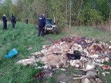 Barcice. Tykająca bomba w Barcicach. Na leśnej drodze ktoś porzucił padnięte zwierzęta i wnętrzności [DRASTYCZNE ZDJĘCIA]