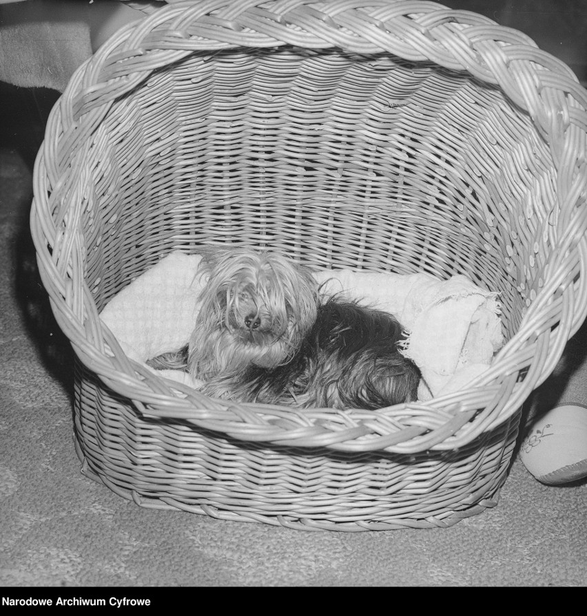 Pies rasy yorkshire terrier (o imieniu Ufo), 1980.