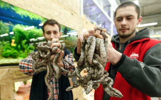 - Do węży, tak jak wszystkich dzikich zwierząt, trzeba mieć respekt - mówi Marcin Mikołajczak (po prawej)