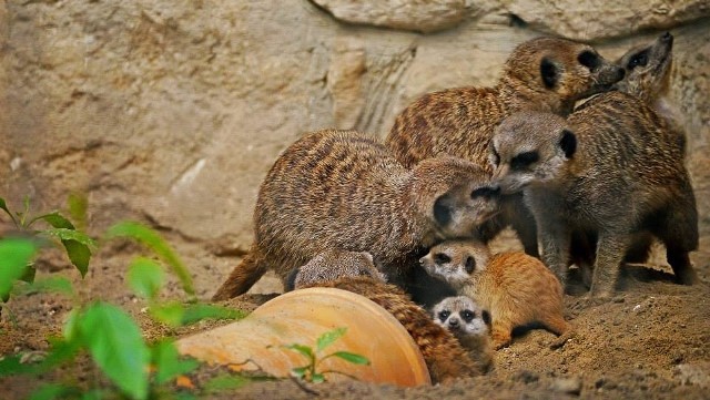 Nowi mieszkańcy zoo w Zamościu.