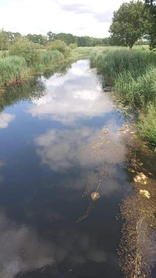 Groźne skażenie Baryczy. Co ze stawami milickimi?