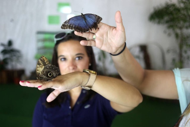 W Muzeum Żywych Motyli wszystkie okazy można podziwiać z bliska