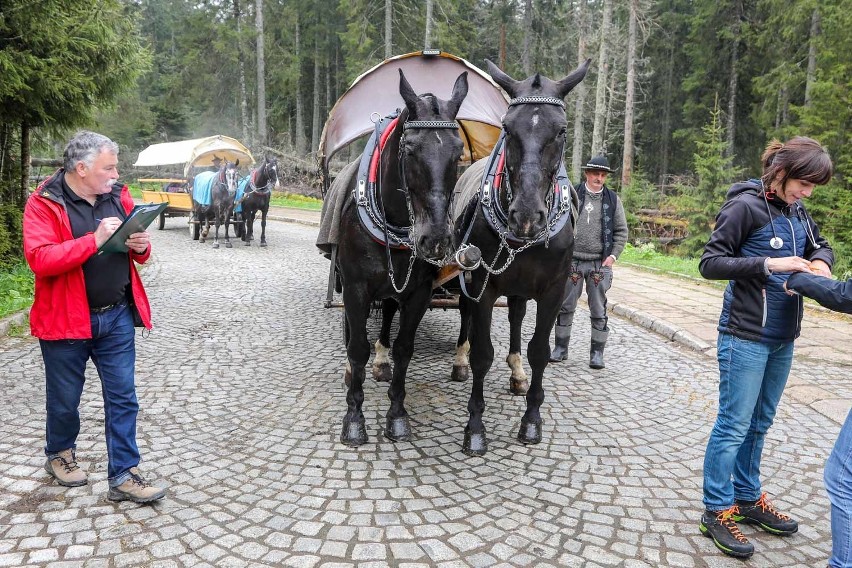 Tatry. Badają konie wożące turystów do Morskiego Oka [ZDJĘCIA]