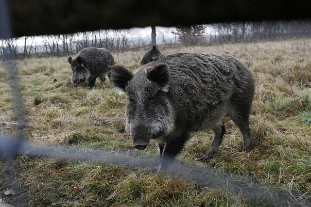 Niegowa: Dziki sieją spustoszenie na Jurze