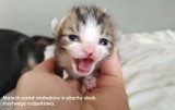 Fundacja Kot z Torunia pod ścianą! Potrzeba pieniędzy, by dalej leczyła koty. Pomożemy? 1 maja ogłoszono zbiórkę