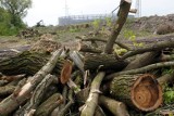 Wycinka 340 drzew w parku Ludowym: prokuratura umarza postępowanie