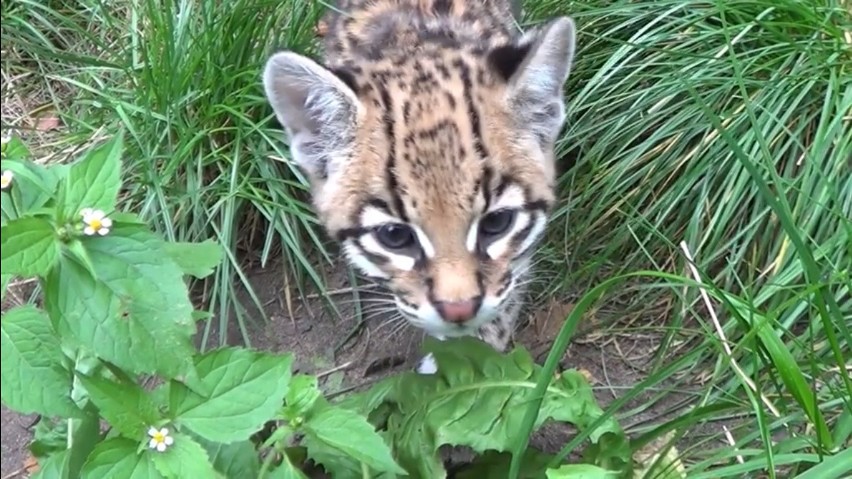 ZOO Kraków. Młody ocelot zaczyna odkrywać świat. Jest naprawdę uroczy! [WIDEO]